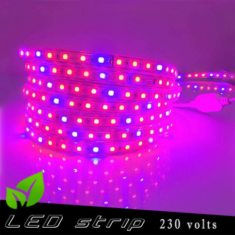 Horticultural LED strip 230 volts - red and blue LED ratio 5 / 1