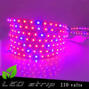 Horticultural LED strip 230 volts - red and blue LED ratio 5 / 1