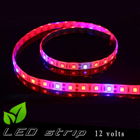 Strip LED horticole 12 volts -IP65 avec LED rouge et bleue ratio 3 / 1 -rouleau de 5 mètres