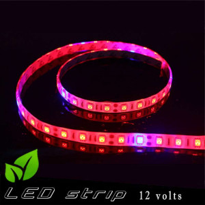 Horticultural LED strip 12 volts -IP65 with red and blue LED ratio 5 / 1 - roll of 5 metres