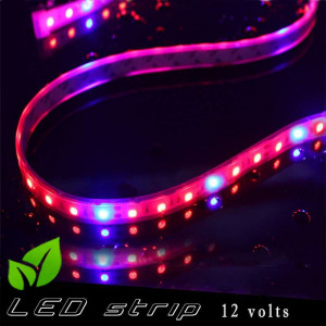 Horticultural LED strip 12 volts -IP67 with red and blue LED ratio 3 / 1 - roll of 5 metres