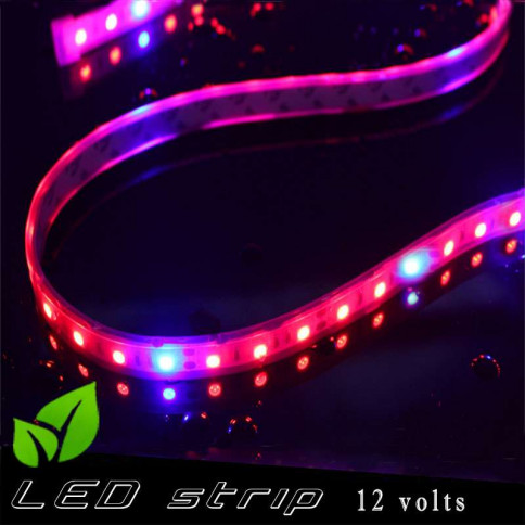 Horticultural LED strip 12 volts -IP67 with red and blue LED ratio 5 / 1 - roll of 5 metres
