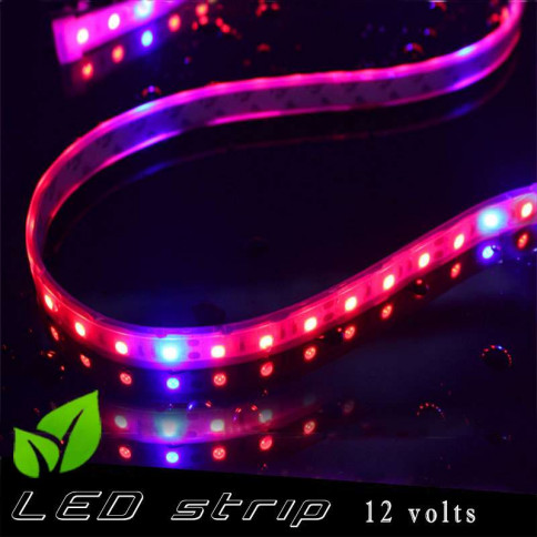 Strip LED horticole 12 volts -IP67 avec LED rouge et bleue ratio 5 / 1 -rouleau de 5 mètres